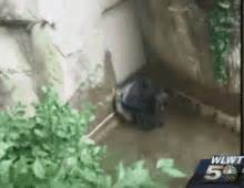 Harambe GIF - Gorilla Kid - Discover & Share GIFs