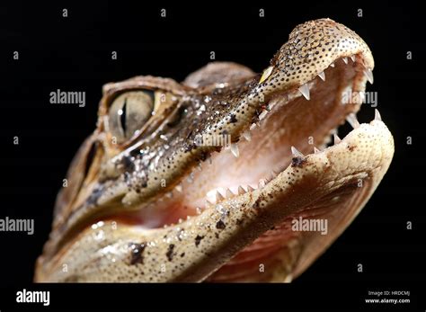 Young Broad-snouted caiman (Caiman latirostris), photographed in Espírito Santo, Brazil ...