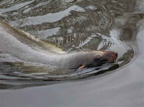 California Sea Lion Swimming Stock Image - Image of emmen, coast: 88819537