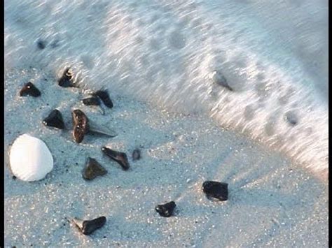 Day at Venice Beach: Shark Tooth Capital of the World | Venice florida ...