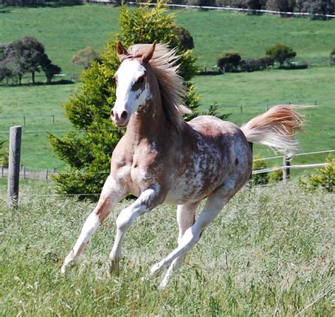 Practical Horse Genetics (Australia)