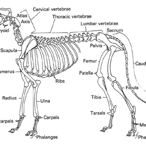 The elements from a sheep skeleton collected in Hallmundarhellir cave... | Download Scientific ...