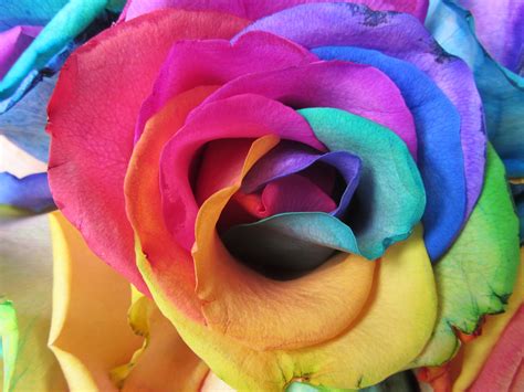 Beautiful Rainbow Roses – VitalCute