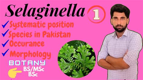 Selaginella (Pteridophytes) Morphology Urdu/Hindi by Mushtaq Saqib - YouTube