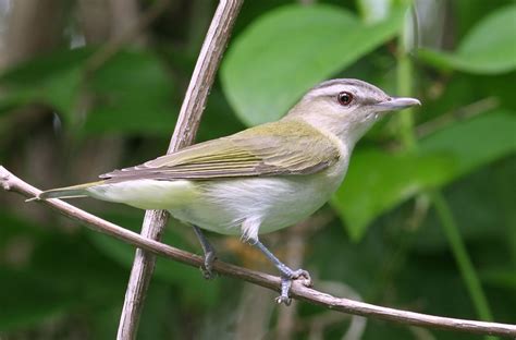 Bill Hubick Photography - Red-eyed Vireo (Vireo olivaceus)