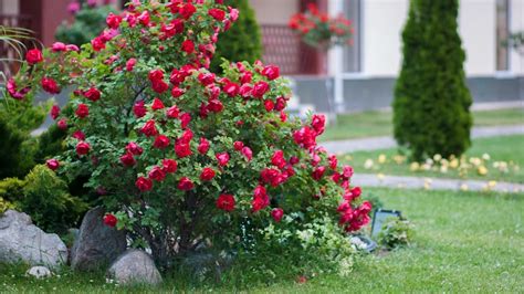 How to Care For Your Rose Bushes