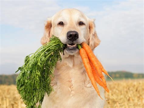 What Vegetables Can Dogs Eat? – Forbes Advisor Canada