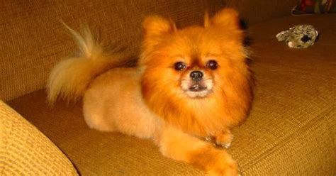 My Ultimate Obsession: Pomeranian: Grooming Cut & Styles