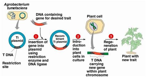 Method of Agrobacterium-mediated gene transfer (Source:... | Download Scientific Diagram