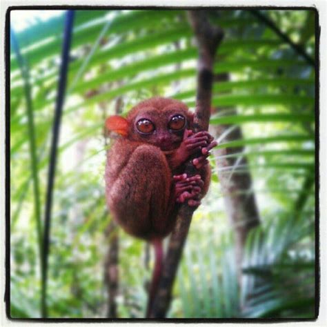 Tarsier Conservation Area - 23 tips