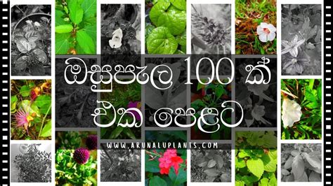 List of 100 Medicinal Plants in Sinhala | Sri Lanka | Arunalu Plants - YouTube