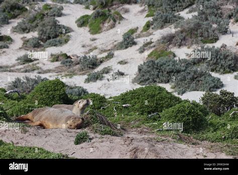 Kangaroo Island - Australia Stock Photo - Alamy