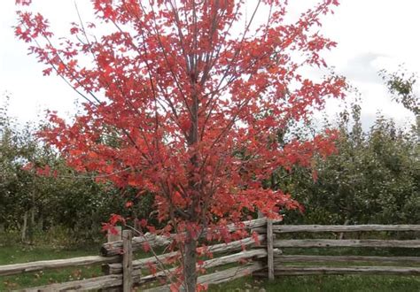 Red Maple Tree – Tree Pictures BLog