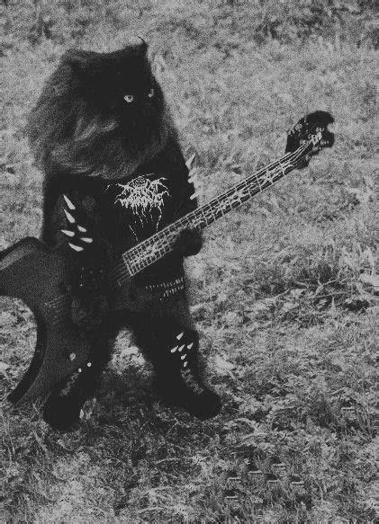 Black Metal Kitty | Heavy metal cat, Punk cats, Cats