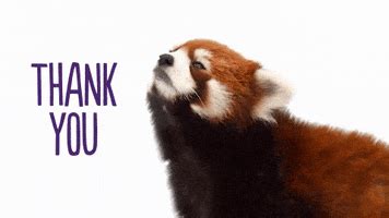 Red Panda Thank You GIF by TELUS - Find & Share on GIPHY