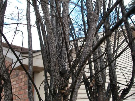 Infestation of Crapemyrtle Bark Scale | Crape myrtle, Myrtle tree ...