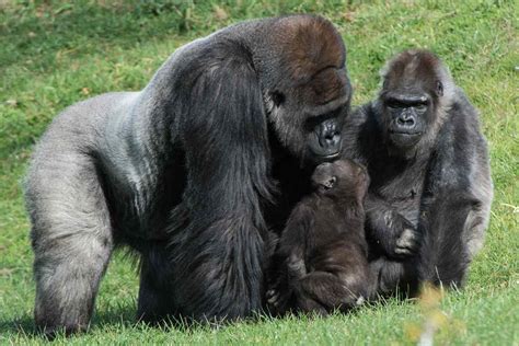 Western Lowland Gorilla Facts