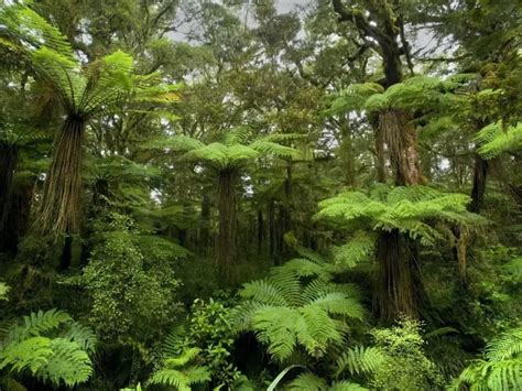 Ancient Fern Tree: A resilient and long-living species of tree over ...