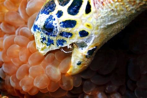 Hawksbill Sea Turtle – "OCEAN TREASURES" Memorial Library