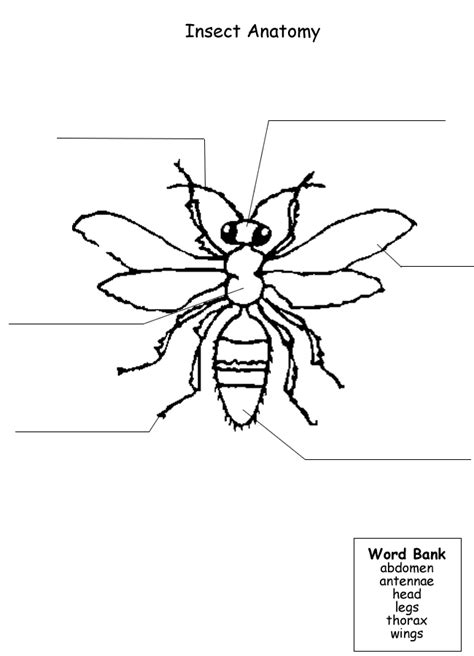 Printable worksheet to label parts of an insect | IPC bloemen & insecten | Pinterest | Online s ...