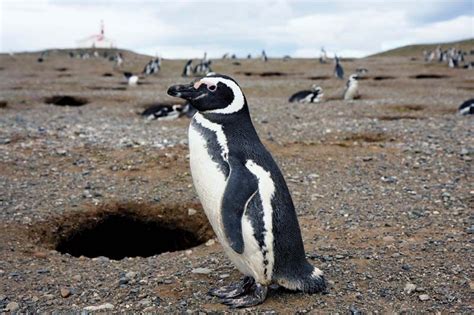 Magellanic penguin | Size, Adaptations, & Facts | Britannica