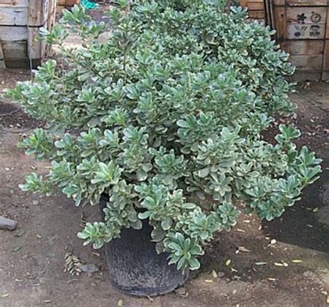 Pittosporum tobira 'Variegata'