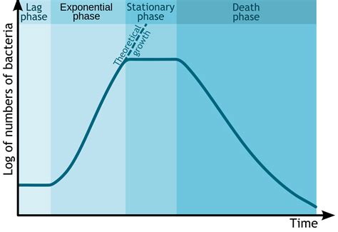 bacterial growth curve in microbiology for # nurses - Nurses notes