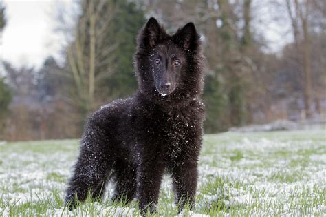 Belgian Shepherd Puppy Photograph by Johan De Meester