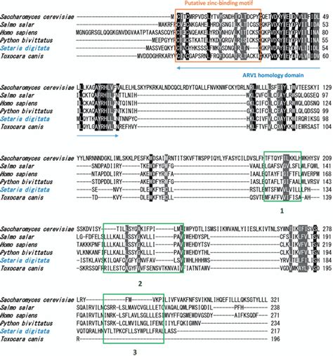 ClustalW multiple sequence alignment of the deduced amino acid sequence... | Download Scientific ...