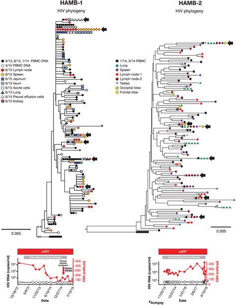 No evidence of HIV molecular evolution in diverse tissues obtained at ...