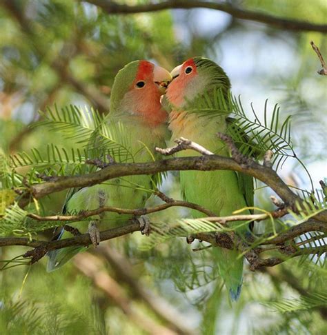 25 Beautiful Love Birds Pictures | Incredible Snaps