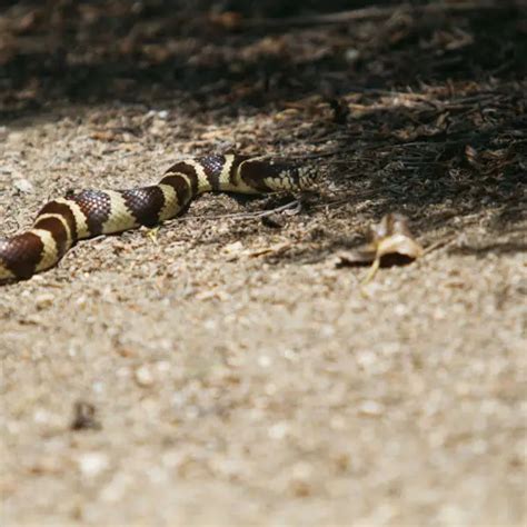 California Kingsnake - Facts, Diet, Habitat & Pictures on Animalia.bio