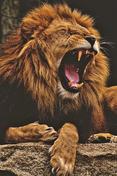 Dangerous Lion Wallpapers - Wallpaper Cave