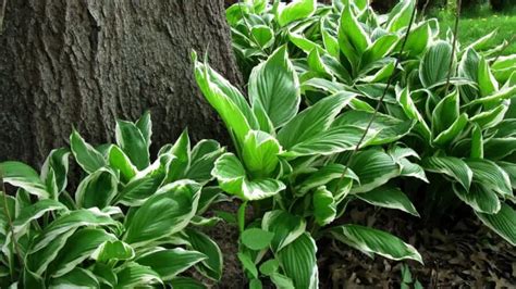 How to Grow Hostas Under Trees – Learn How to Succeed