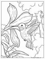 19 Hummingbird Coloring Pages Free PDF Printables sketch template