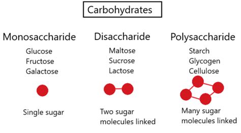 Biological molecules - IGCSE Biology Notes (2020)