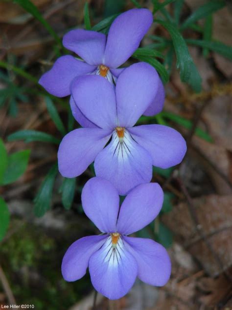 327 best Garden Flowers - Violets images on Pinterest | Violets ...