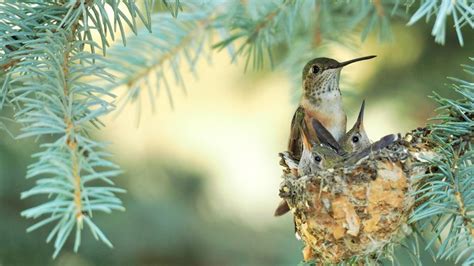 This Gorgeous Plant Is A Hummingbird Magnet You'll Want To Grow In Your ...