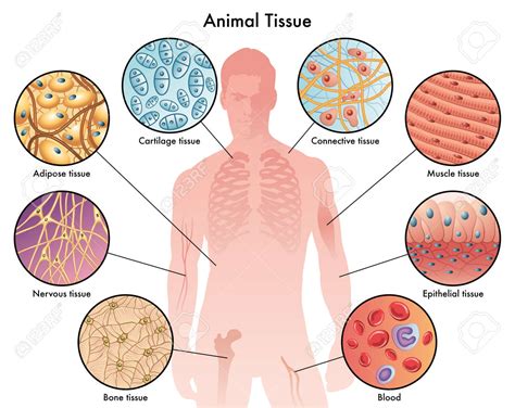 Difference between Plant Tissues and Animal Tissues - CBSE Class Notes Online - Classnotes123