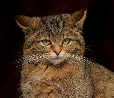 European Wildcat | Wild cats, Beautiful cats, Cute cats