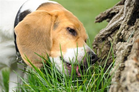 Why Do Dogs Eat Grass?