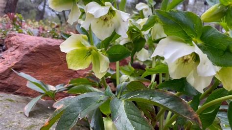 Hellebore, Winter Rose, Christmas Rose. Free Stock Video - Pixabay