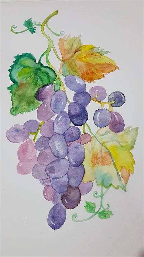 Watercolor grapes | Watercolor pictures, Watercolor, Painting