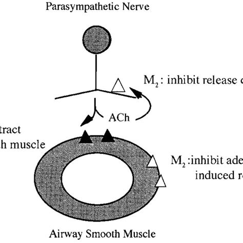 Location of functional muscarinic receptor subtypes within the lungs. | Download Scientific Diagram