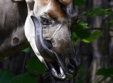 The Mystery Of The Okapi's Black Tongue | Kate on Conservation