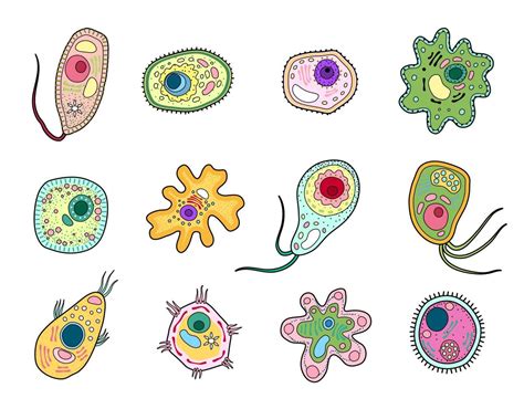 Protista, protozoa or amoeba microorganism cells 17127599 Vector Art at Vecteezy