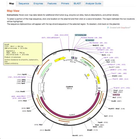 Improved Plasmid Maps Powered by SnapGene