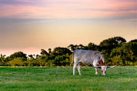 Longhorn Cow At Sunset Stock Photo - Download Image Now - iStock