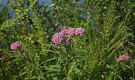 Milkweed Care | Plant Addicts