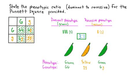 Genotype Ratio